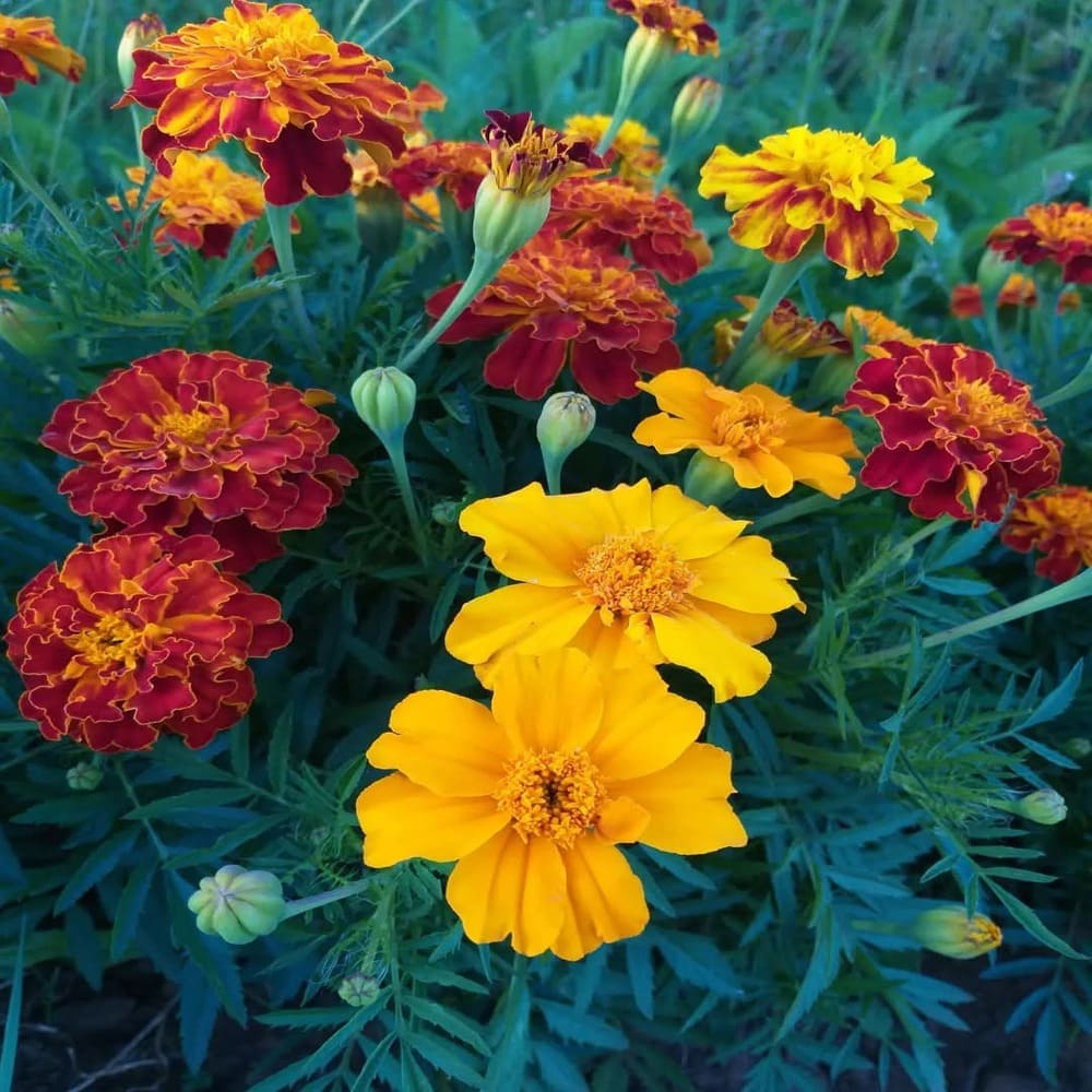 Tagetes