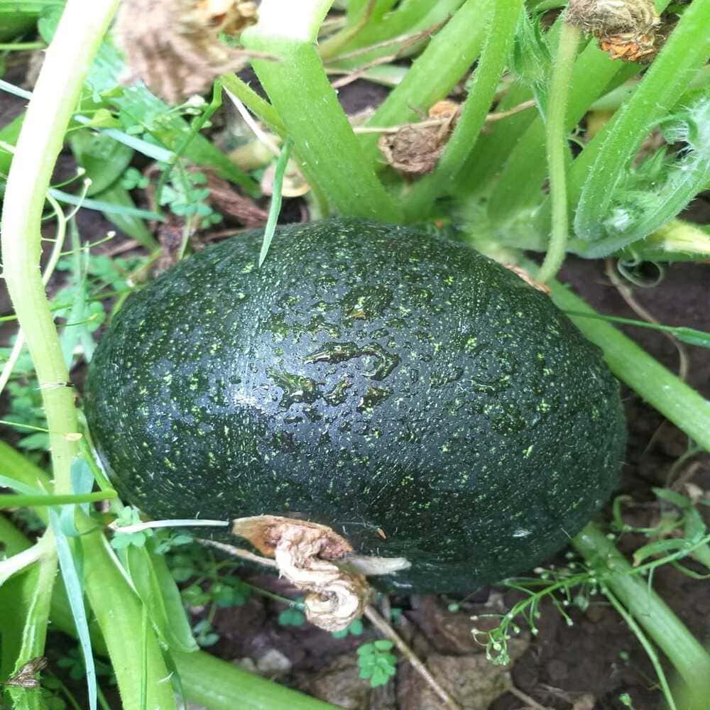 Zapallo italiano redondo