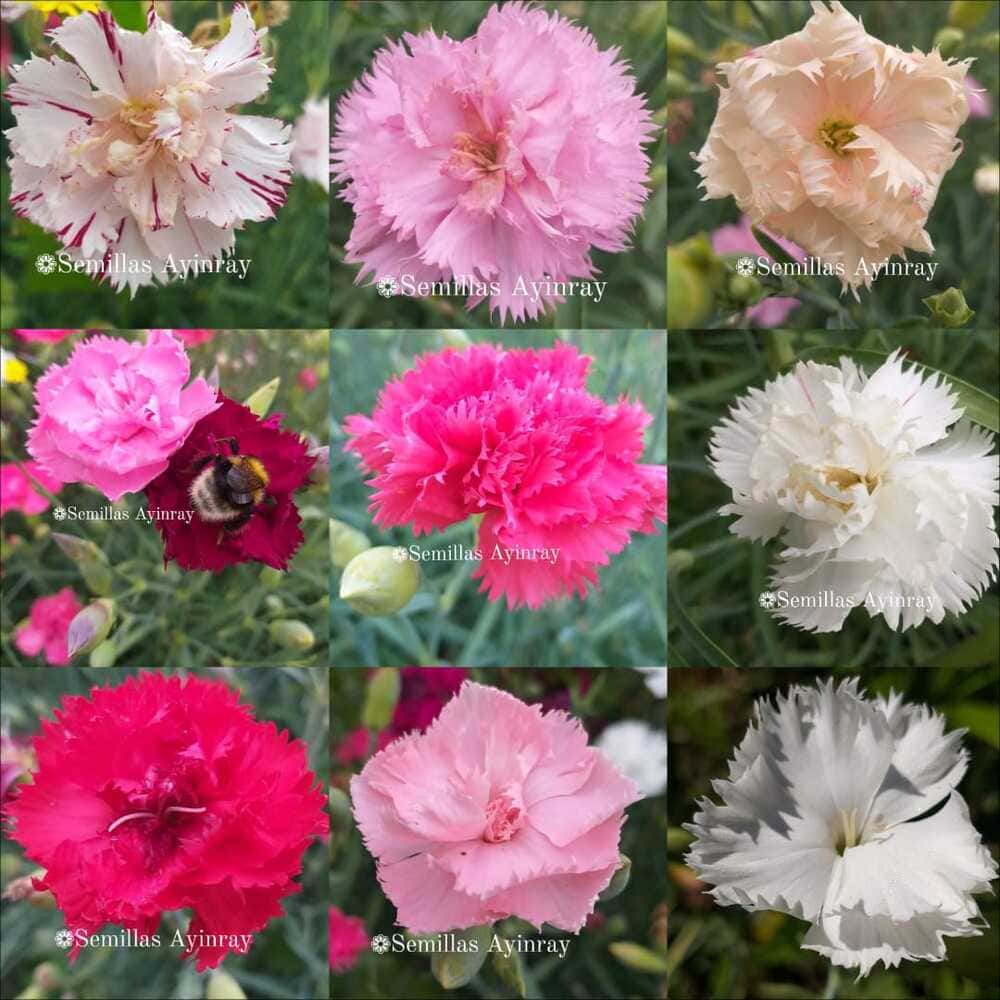 Dianthus