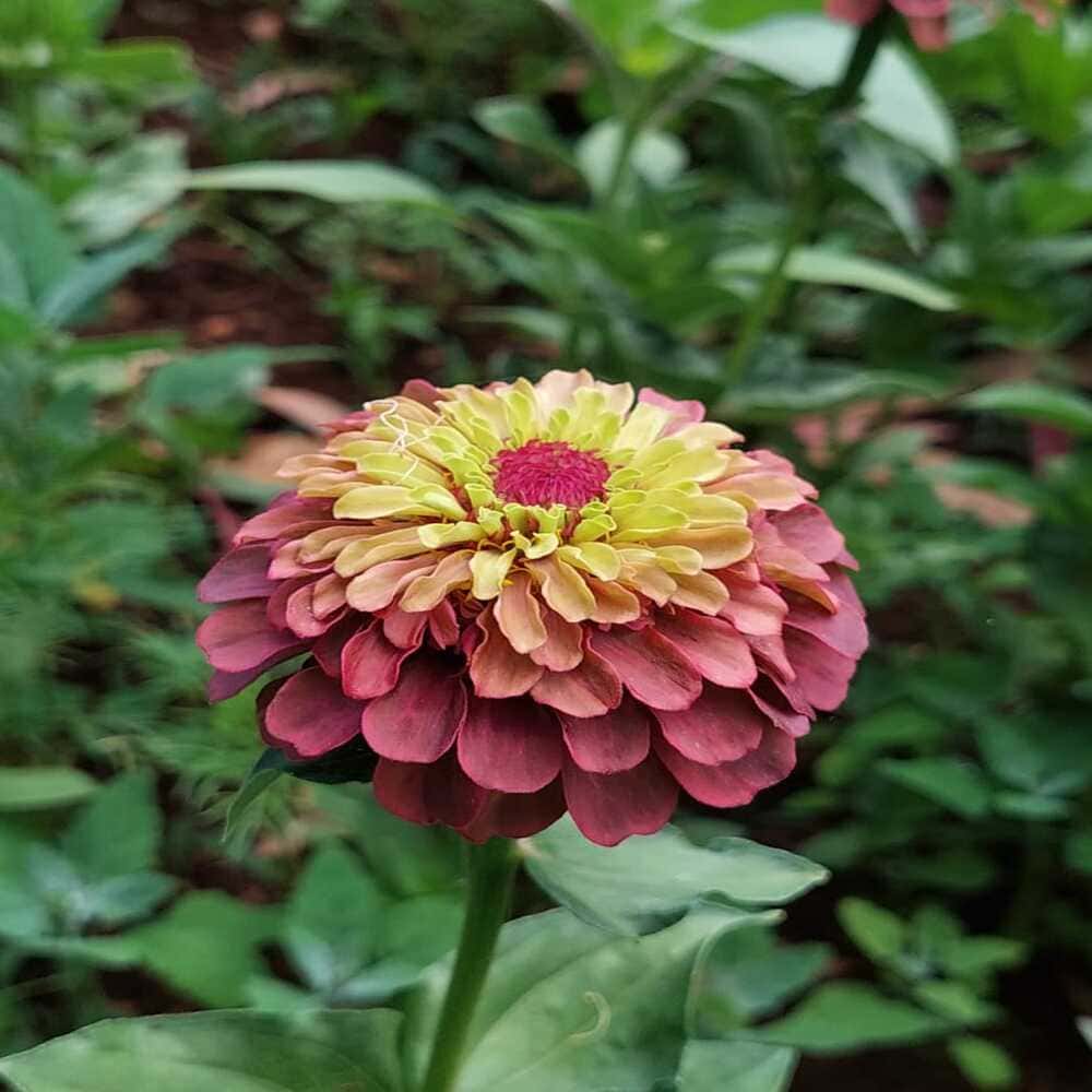 Zinnia Queen Lime, Red y Orange