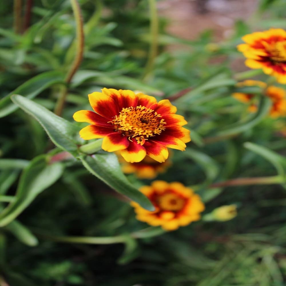 Zinnia Mexicana Enana
