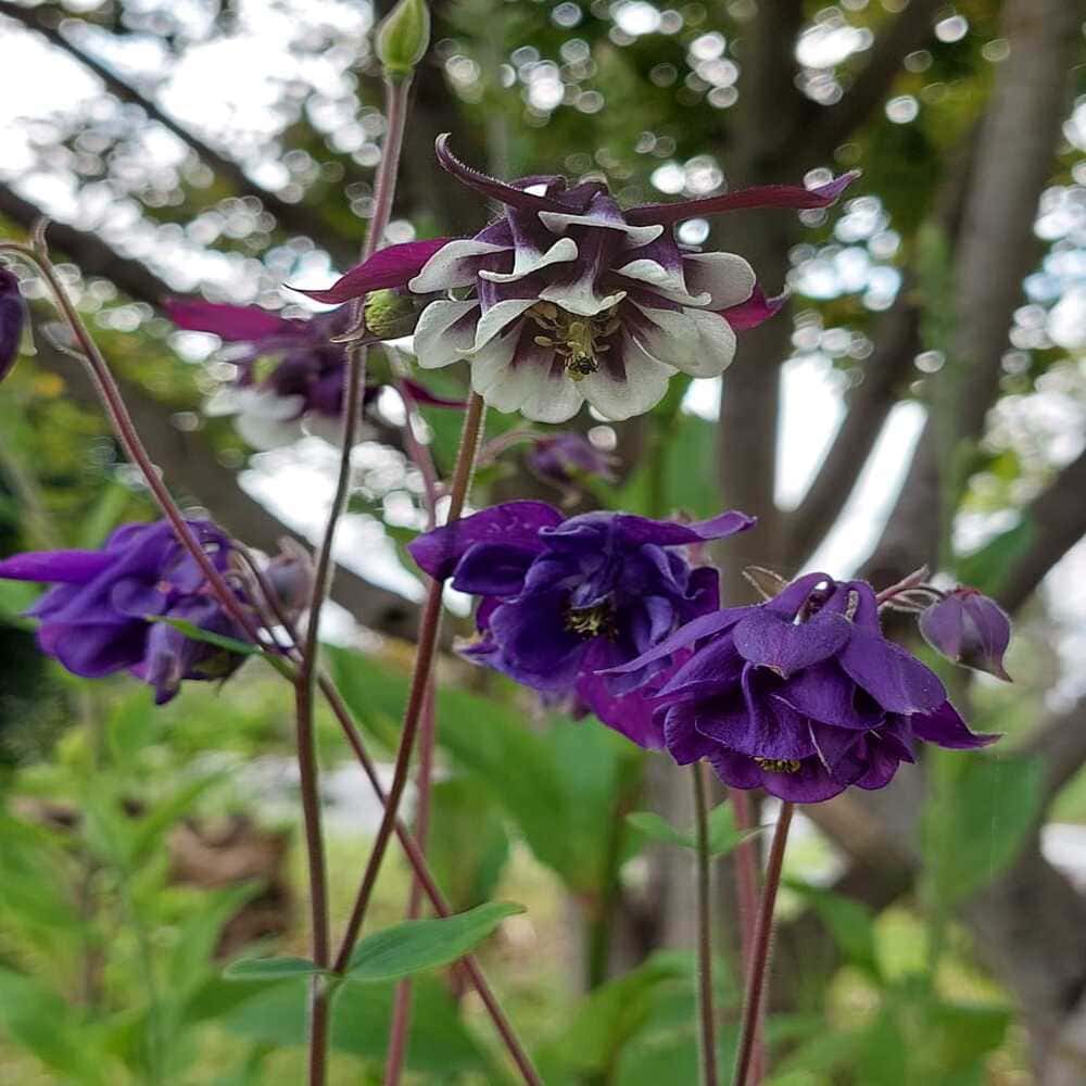 Aquilegias