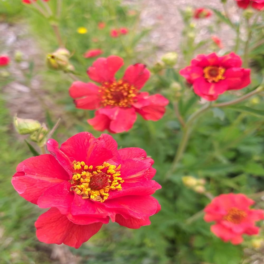 Geum