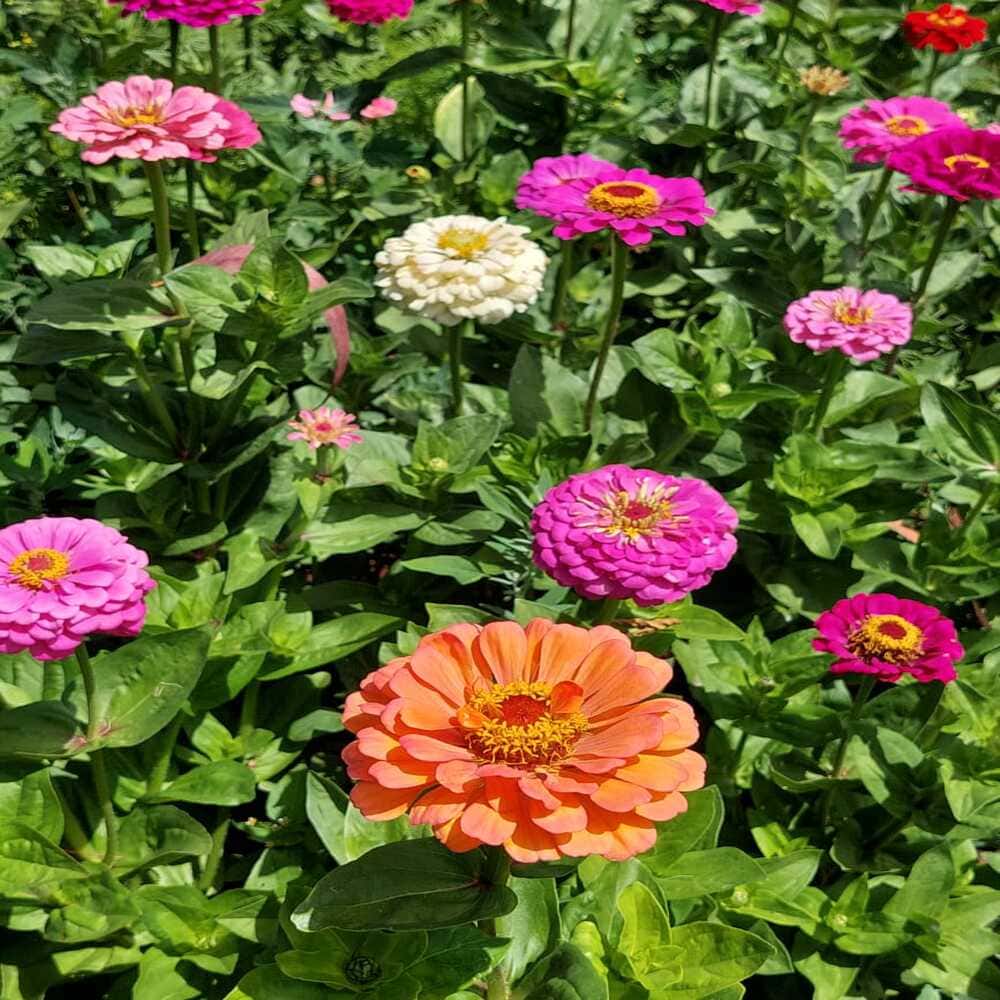 Zinnia Elegans Variada