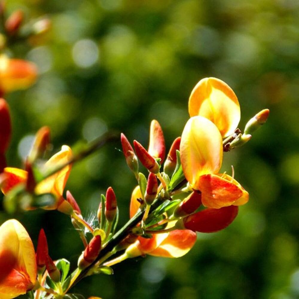 Retamo Moscardón de Árbol