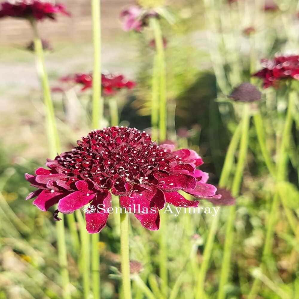 Scabiosa Viuda