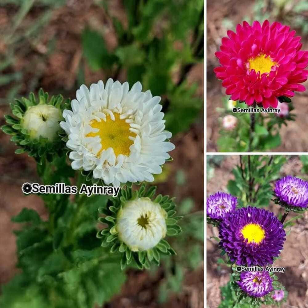 Reina Matsumoto Variada