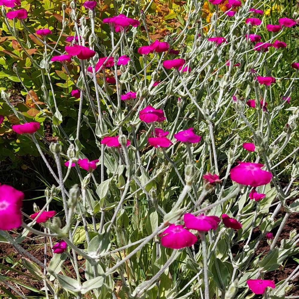 Silene Coronaria Rosada