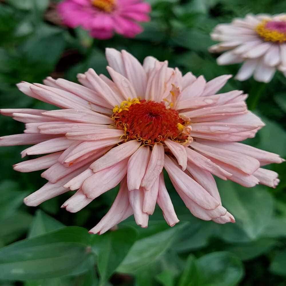 Zinnias Cactus
