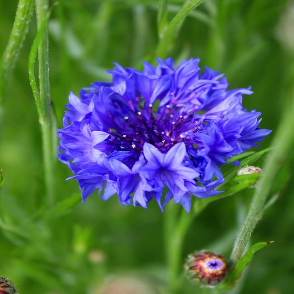 Centaurea Cyanus Azul