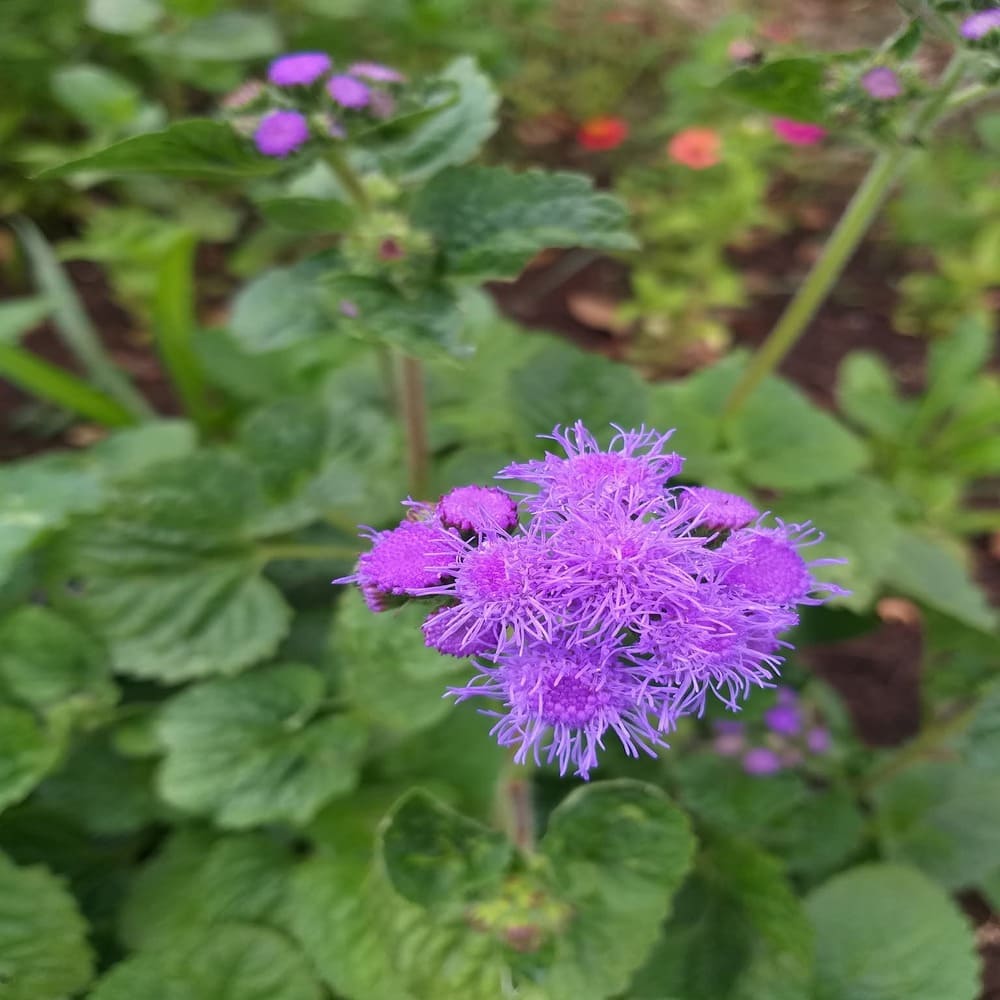 Ageratum