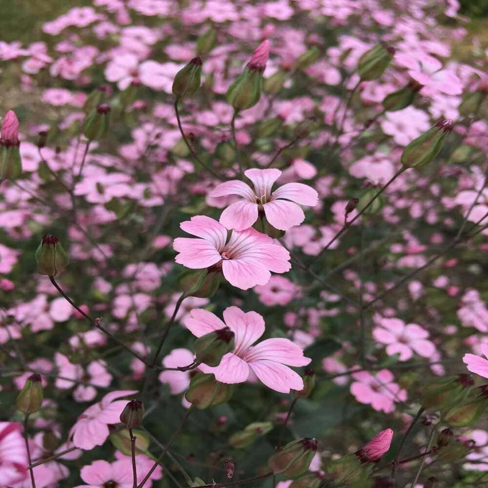 Saponaria Vaccaria Rosada