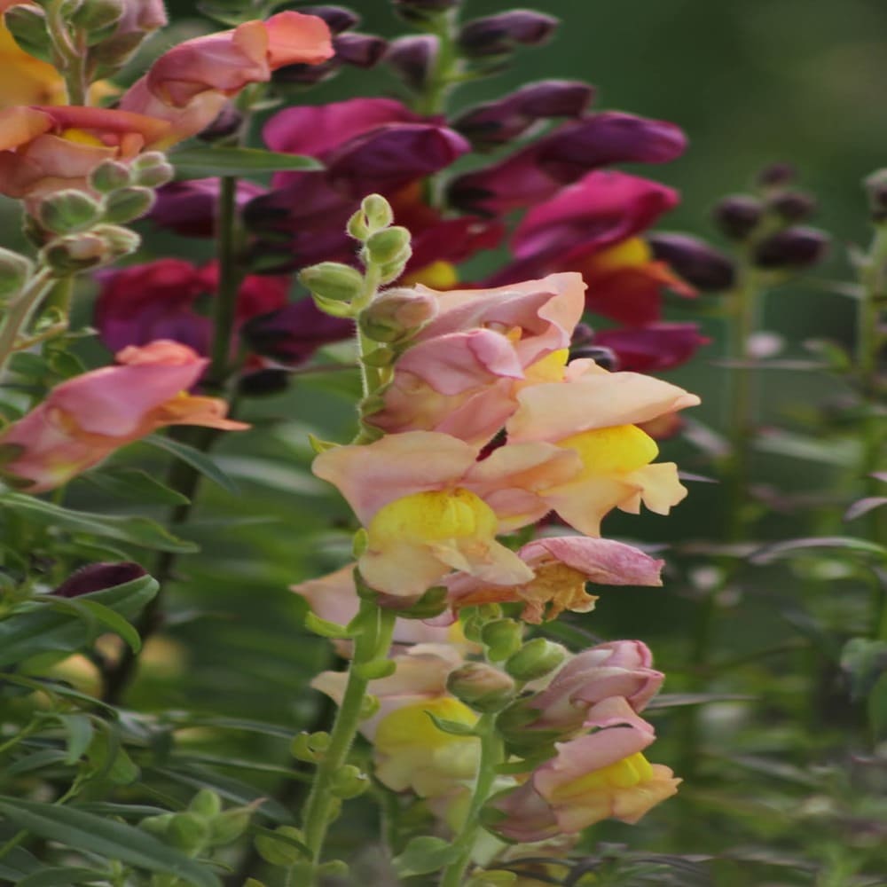 Artirrhinum