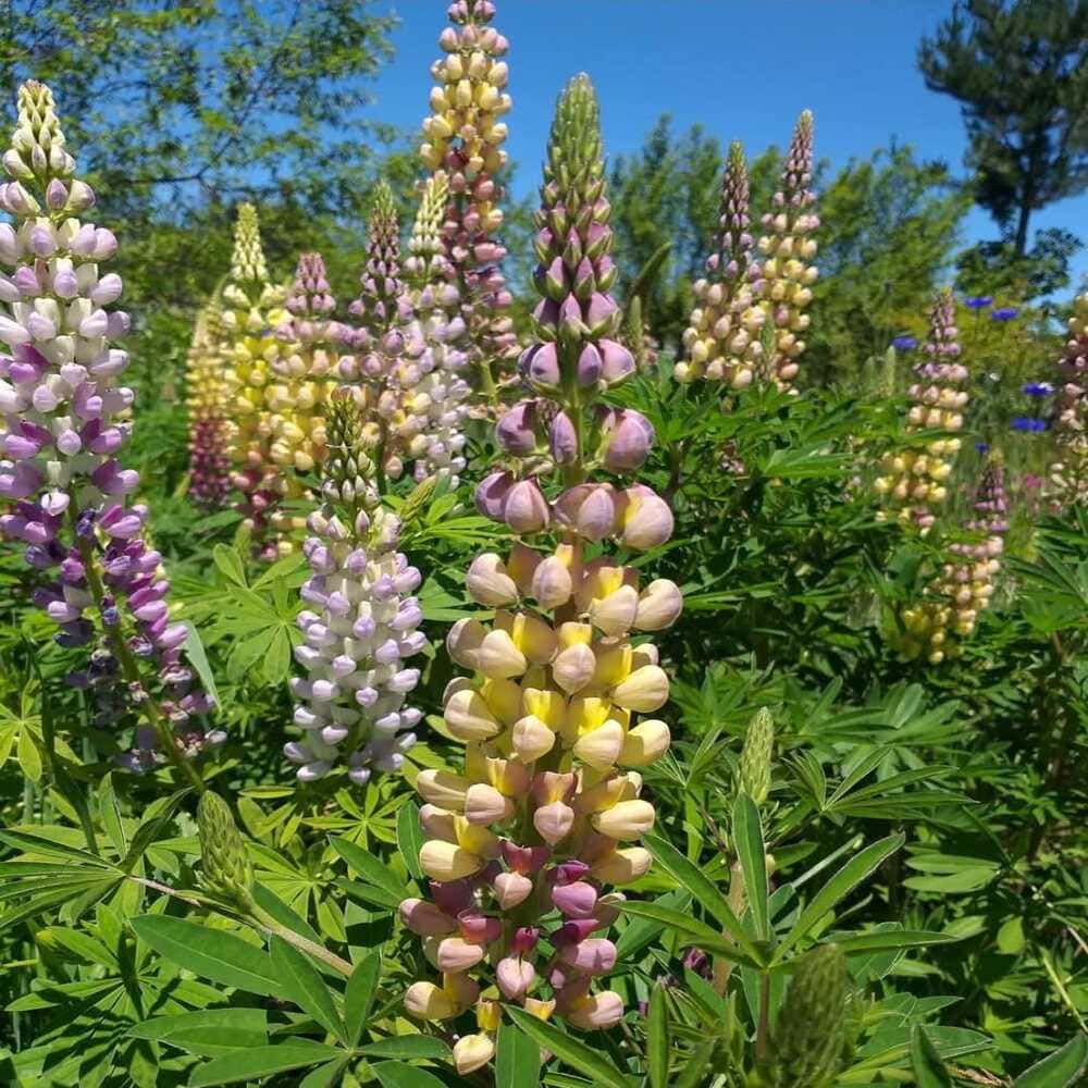 Lupinus