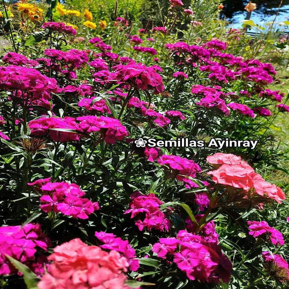 Clavelia Japonesa Variada