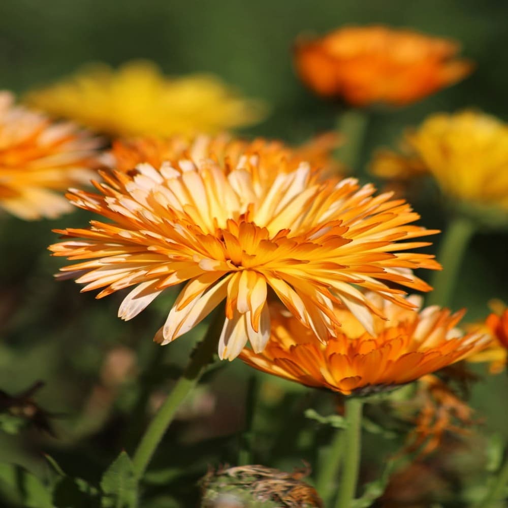 Calendulas Dobles Surtidas