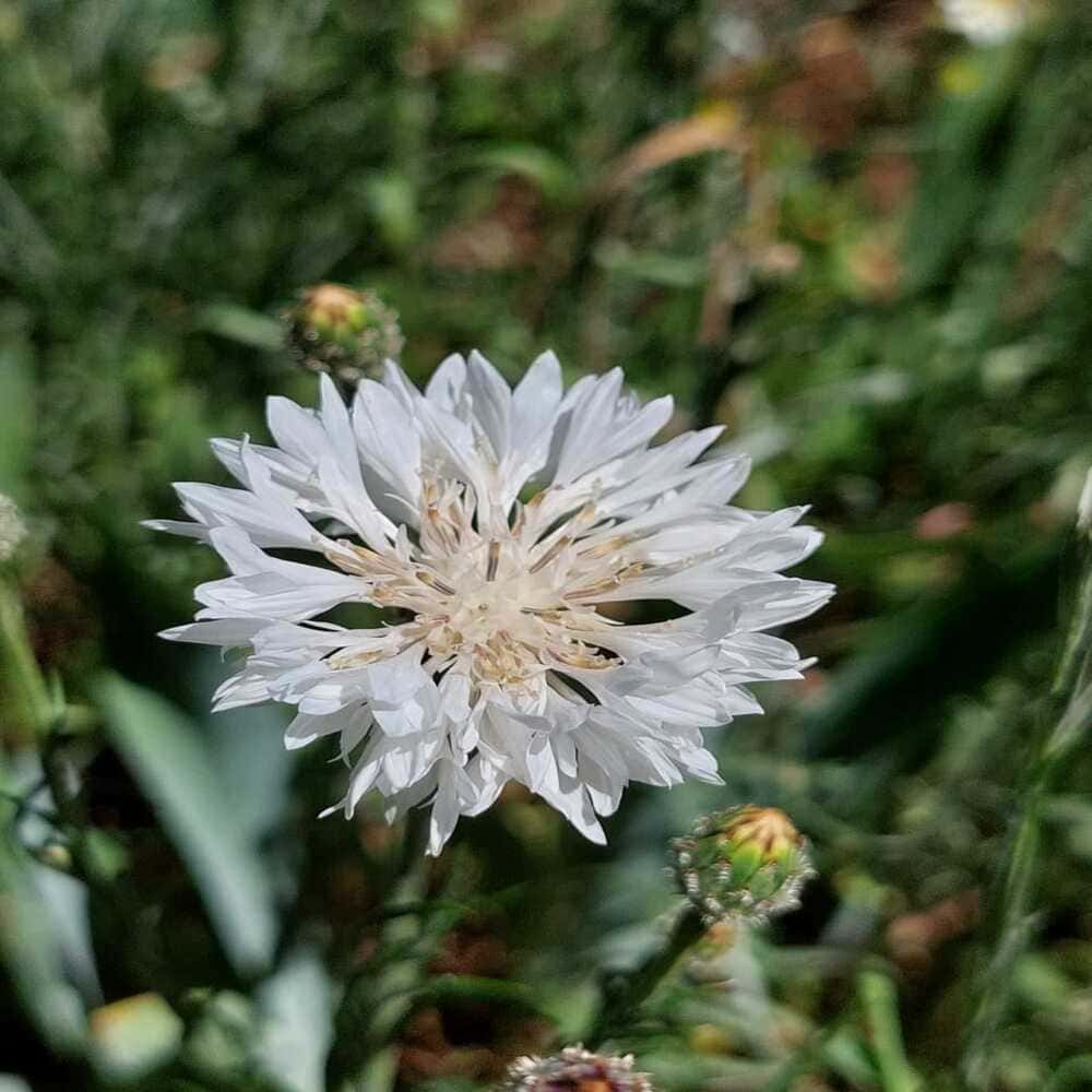Centaurea White Ball