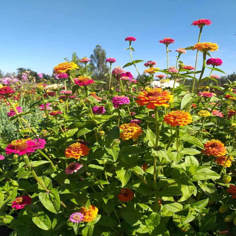 Zinnia Lilliput Variada