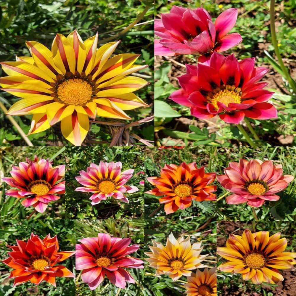 Gazanias