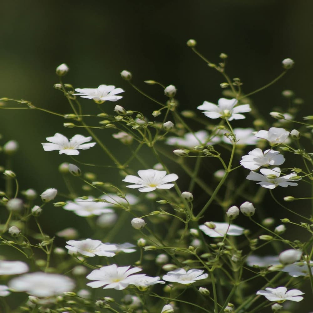 Gypsophila elegans