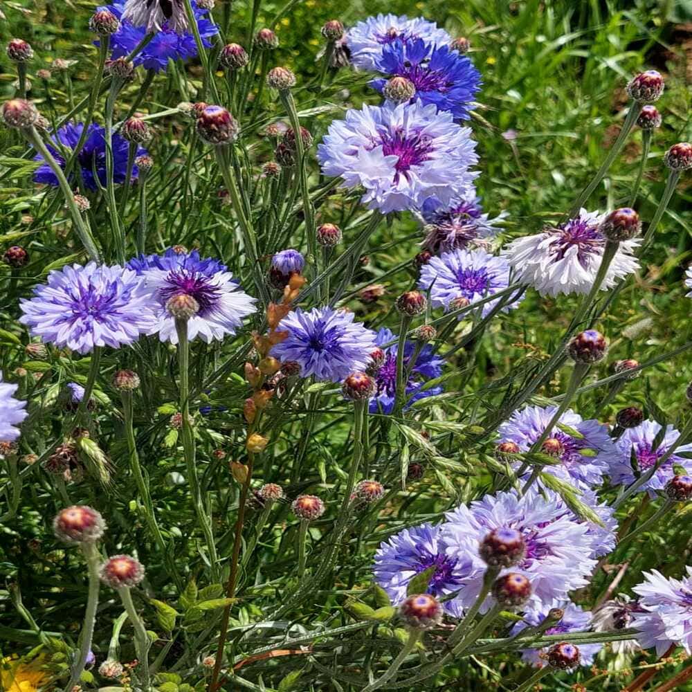 Centaurea Cyanus Polo