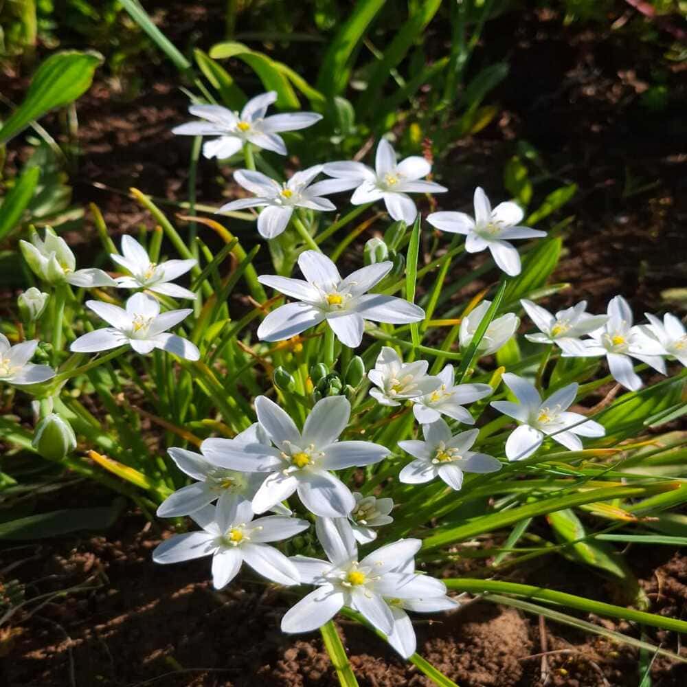 Ornithogalum Umbellatum