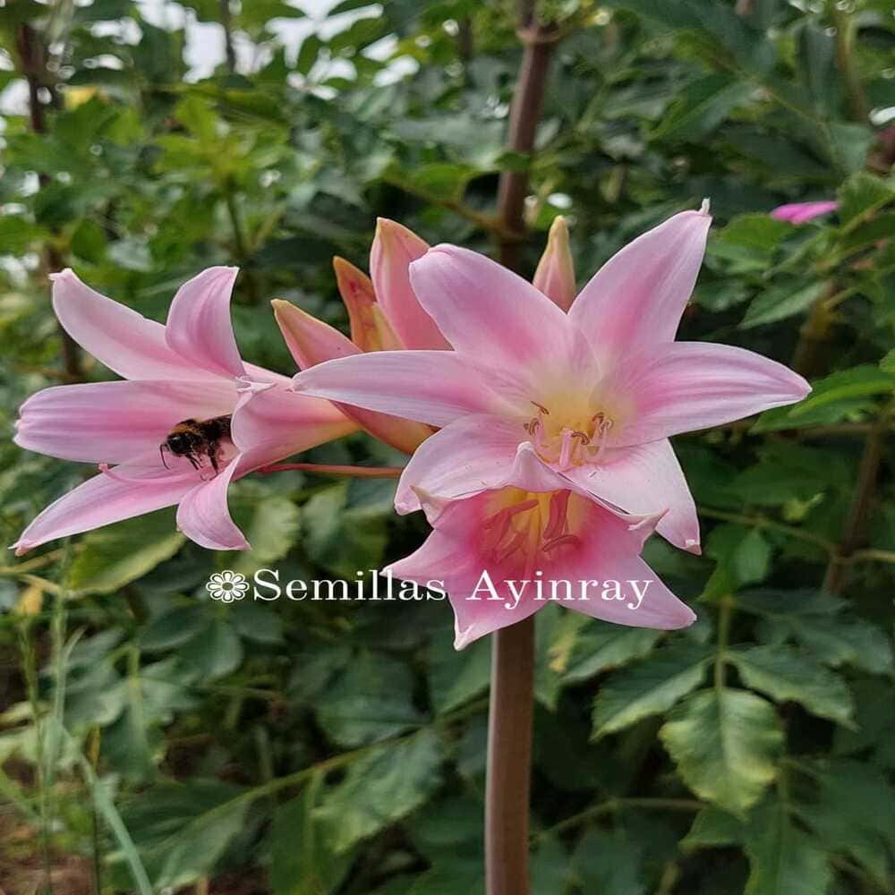 Amaryllis Belladonna
